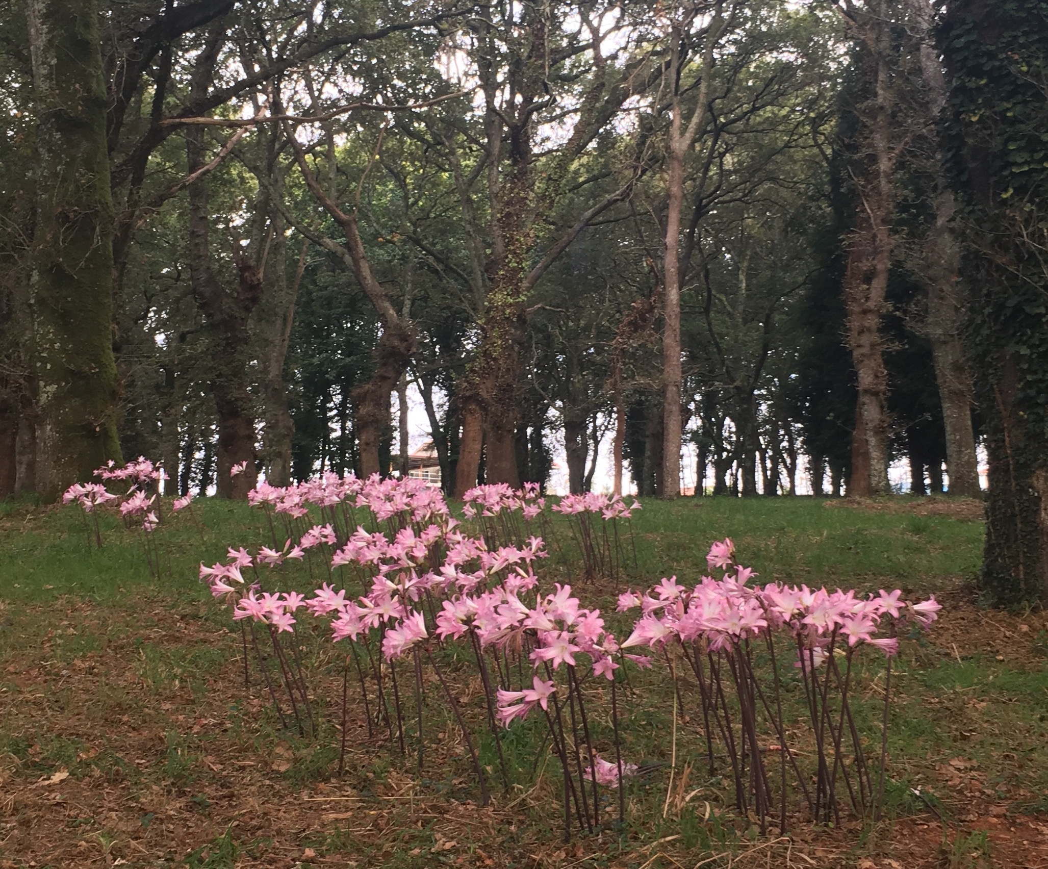 A patch of flowers in the forest